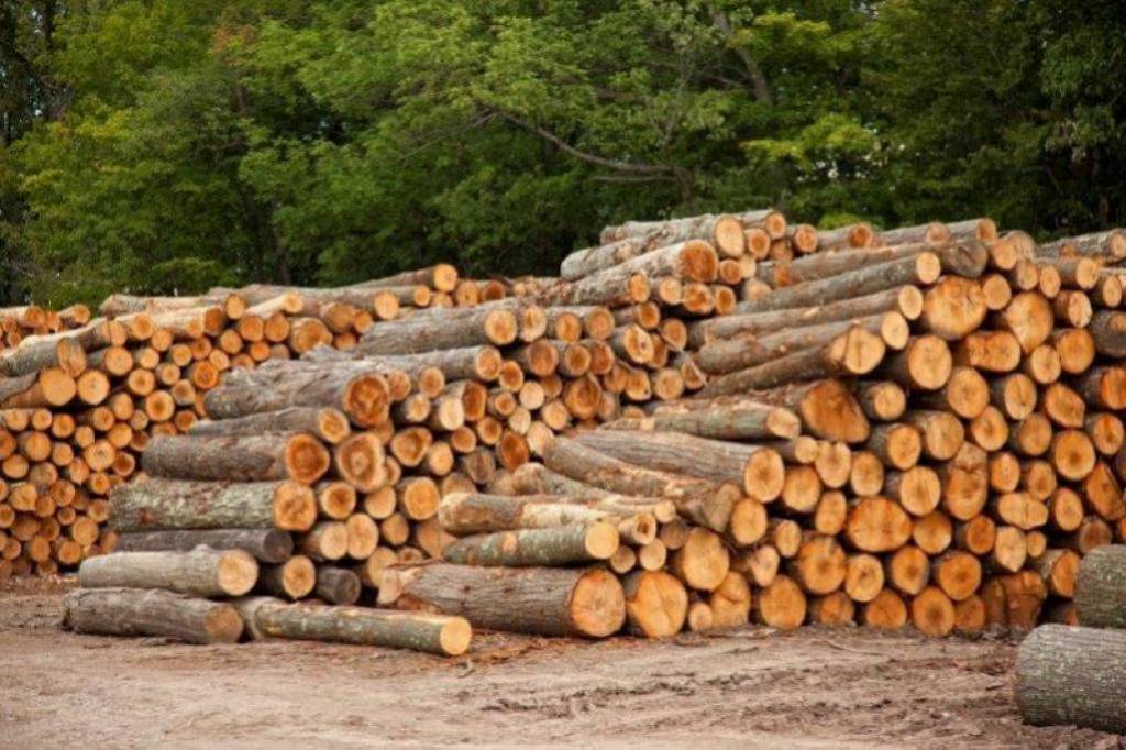 Brojack Lumber - looking for white wood to buy car and sawmill roblox lumber